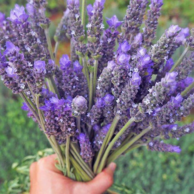 The three main kinds of lavender grown here are Lavandula dentata, Lavandula 'Goodwin Creek Grey' and Lavandula stoechas.