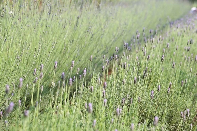 The lavender field is 1,000 square meters and located in Van Thanh flower village, Da Lat.