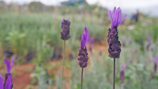 Besides lavender that is dried in pots for potpourri, fresh lavender is also available in beautiful bouquets.