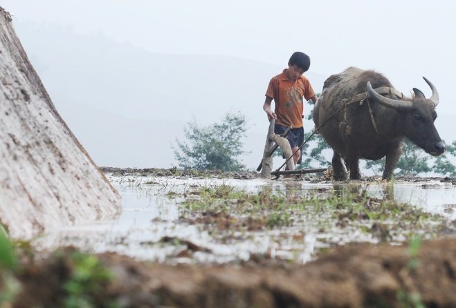 mountainous-kids-take-on-back-breaking-work-with-a-smile-3
