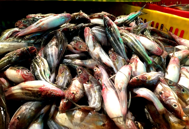 Chợ cá tươi rói ở Sài Gòn chỉ bán vào ban đêm