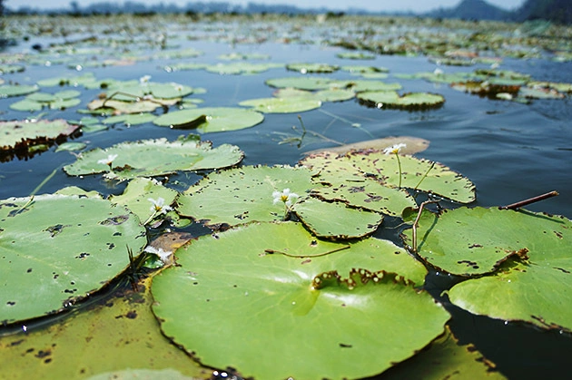 White little flowers growing from the surface.