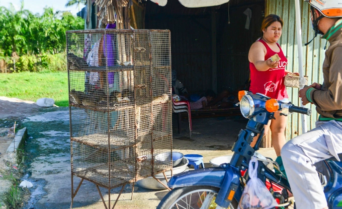 yucky-or-yummy-heres-where-vietnamese-rat-meat-comes-from-1