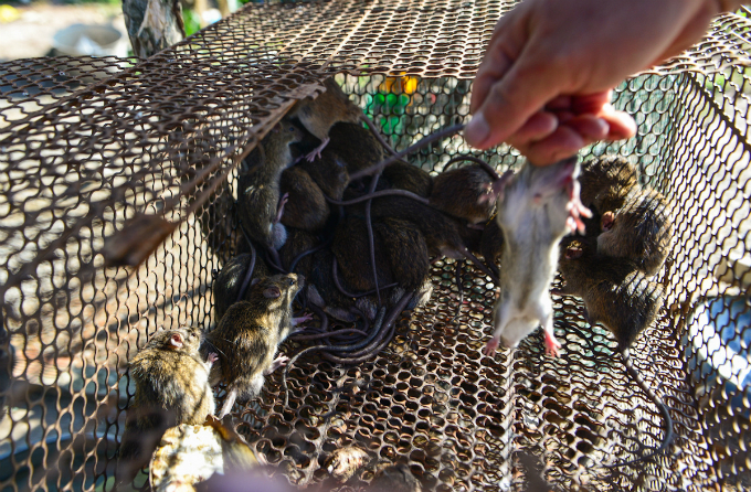yucky-or-yummy-heres-where-vietnamese-rat-meat-comes-from-4