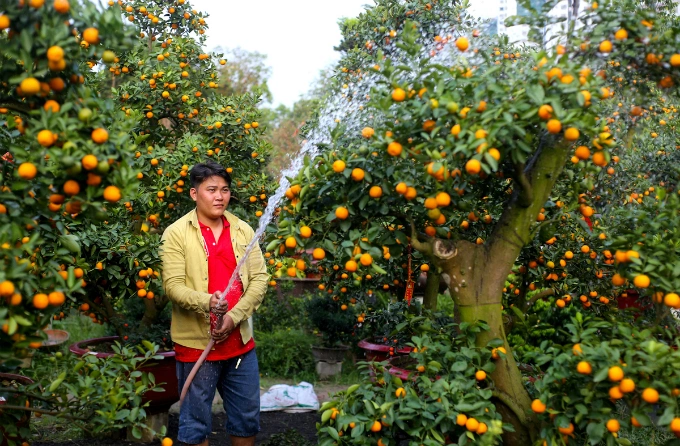 In Saigon, those who are not confident in taking care of a big tree can also hire one for two weeks from this kumquat farm at the price of VND40 million per tree. Photo by VnExpress/Quynh Tran