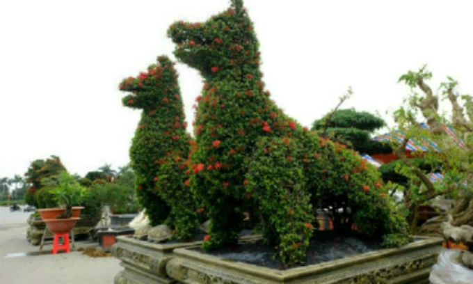 For the Year of the Dog, these dog-shape trees are sold at VND250 million each in the Mekong Delta province of Dong Thap. Photo by VnExpress/Hong Chau