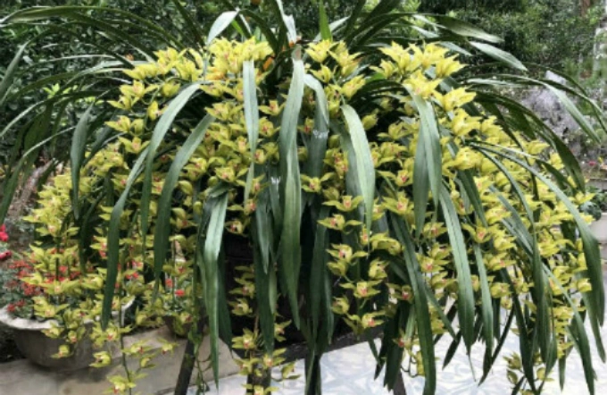 This orchid from Sa Pa, a town in Vietnams northern upland, is valued at VND120 million. Photo by VnExpress/Hong Chau