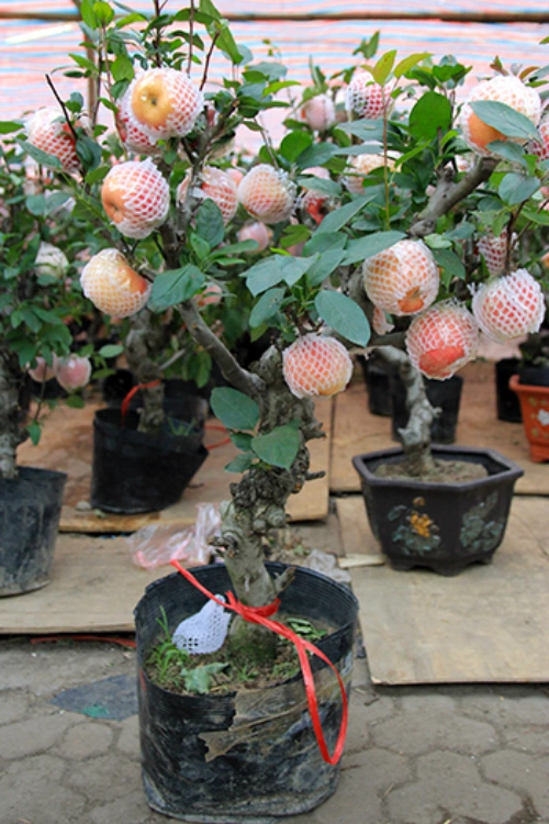 These apple bonsai from China costs VND3 million in Hanoi. Photo by VnExpress/Anh Tu