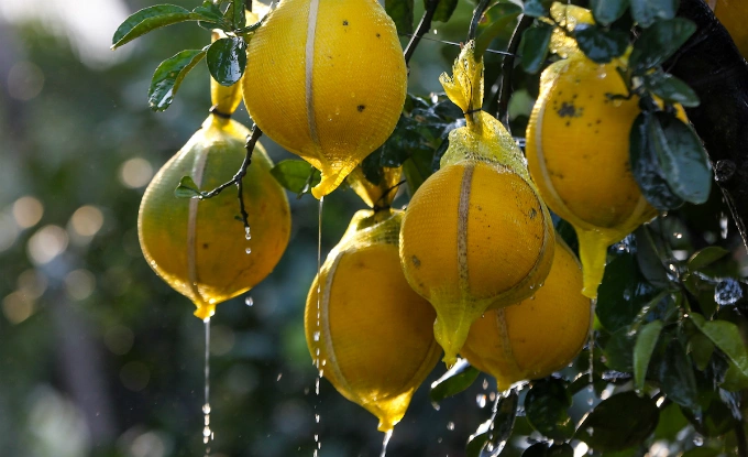 Each tree has up to 50-90 fruits. Photo by VnExpress/Quynh Tran