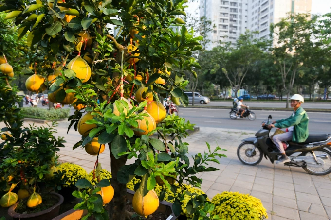 These pomelo trees are on sale in Ho Chi Minh City for VND30-50 million ($1,300-2,200). Photo by VnExpress/Quynh Tran