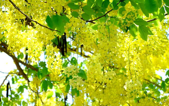 Hoi An enjoys a floral explosion in summer