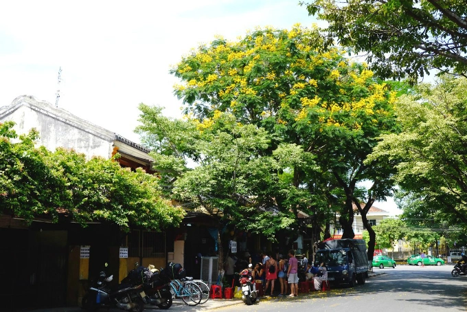 Hoi An enjoys a floral explosion in summer - 6