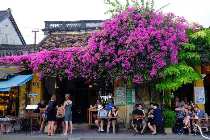 Hoi An enjoys a floral explosion in summer - 3