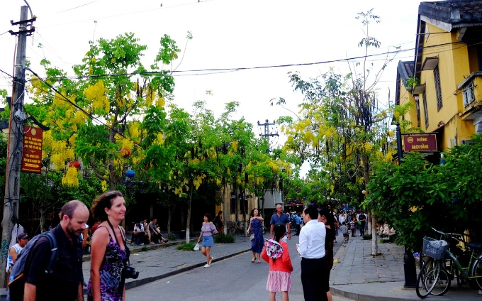 Hoi An enjoys a floral explosion in summer - 1