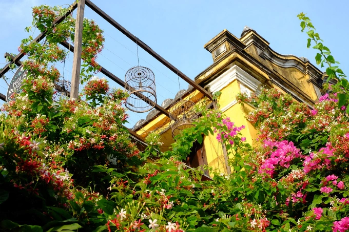 Hoi An enjoys a floral explosion in summer - 5
