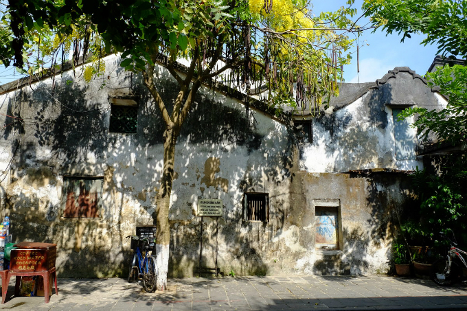 Hoi An enjoys a floral explosion in summer - 2