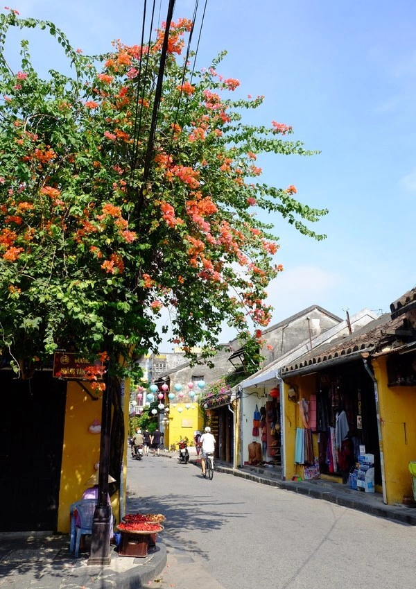 Hoi An enjoys a floral explosion in summer - 4