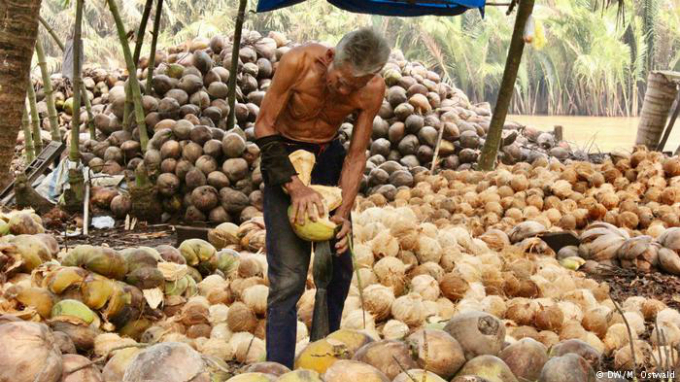In the coconut factory: Its a tough and tiring job to work for one of the many coconut factories. There are no machines used, everything is made by hand. The average worker earns $5 a day.