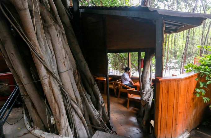 A Saigon café climbs trees to serve its customers - 5
