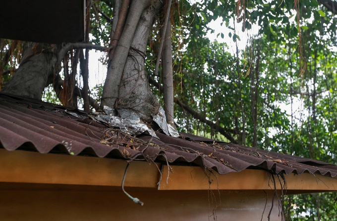 A Saigon café climbs trees to serve its customers - 4