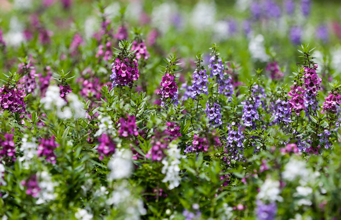 New flower garden adds flourishing charm to Saigons famous cathedral - 4