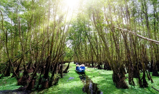 A boat tour in the mangrove forest in An Giang province, Mekong Delta.