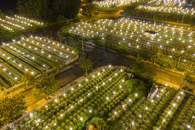 Nguyen Phong, the Hue photgrapher who took these photos, said he lighting system of the daisy garden reminds him of glowing stars in the night sky.