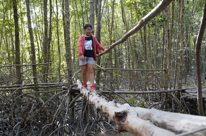 A young girl crosses a rare monkey bridge amid the dense mangroves.