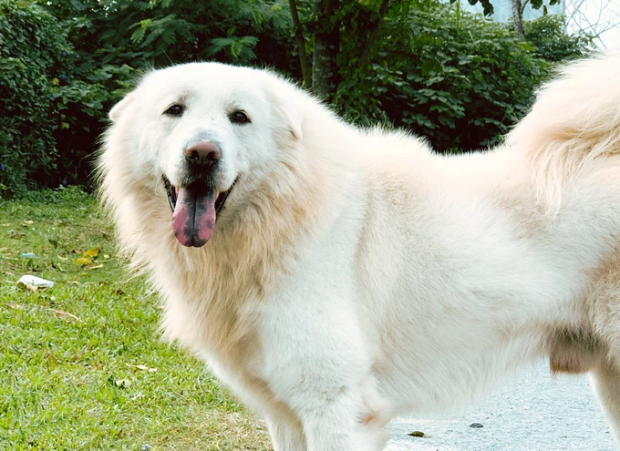 Vietnam Rare breed peaks at first dog show - VnExpress International