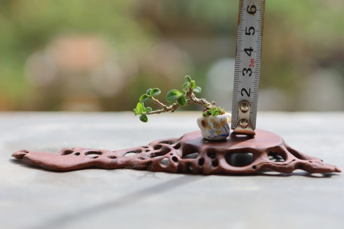 Phung shared the baby rubberplant are planted according to the extraction method and cut the scene to get the seedlings to create a tiny bonsai. Many other trees are in the same way, but each tree has different characteristics, so growers must regularly monitor the plants development and care.