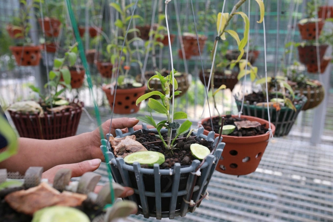 A pot of mutant orchid in nonorthher