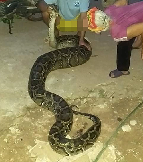 The python in Nghe An, July 15, 2021. Photo acquired by VnExpress.