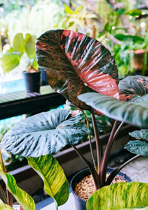 Alocasia serendipity variegated has pink leaves. This tree once caused a storm in the Vietnamese ornamental community when it was auctioned for billions of dong.The high price is mainly due to the price storm of the Thai tree market. Now that the tree has been multiplied more, this tree is gradually returning to its real value and collectors are more interested in the beauty value. The beauty of the tree is not the value of money anymore, Quy said.