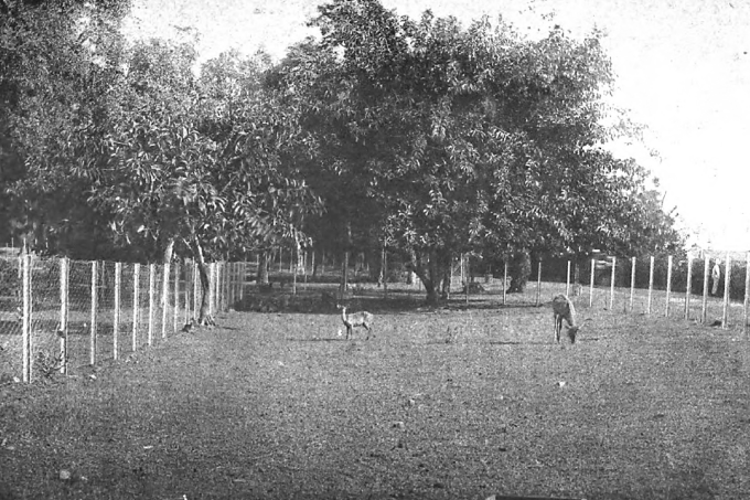 A corner of the deer park in the Saigon Zoo - now the Zoo and Botanical Garden, the eighth oldest zoo in the world. In 1864, Admiral De La Grandière built the Botanical Garden. He expanded 12 hectares of wasteland in the northeast of Thi Nghe canal to make a place to raise animals and nurse plants. A year later, the zoo was basically formed with some barns. At that time, the park had 509 species of animals, including 120 species of mammals, 344 species of birds, 45 species of reptiles...