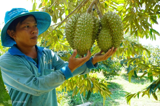 A one-hectare durian farm in Tan Lap Commune, Tan Thanh District, Mekong Delta Province of Long An. Photo by VnExpress/Hoang Nam