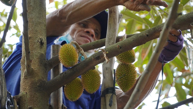 Tran Minh Quang removes unqualified durian fruits to save water for qualified ones. Photo by VnExpress/Hoang Nam