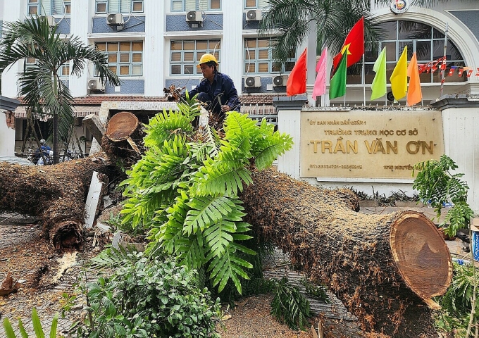 A staff of Ho Chi Minh City Greenery Parks Co. Ltd cut the tree into chunks to remove it, April 3, 2023. Photo by VnExpress/Dinh Van