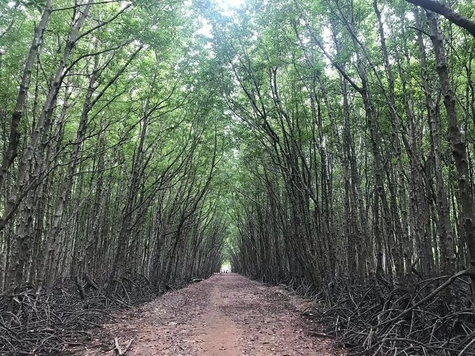 Sac Forest is a place of towering trees and lush greenery. Photo by chin_chick