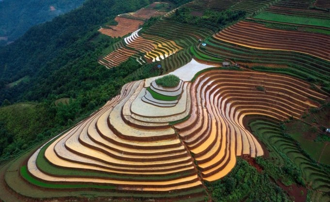 La Pan Tan rice fields were stunning during this time in 2022. Photo by VnExpress/Pham Hoang Cuong