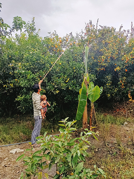 Duc gathers fruit from trees surrounding the couple’s house in Loja, Ecuador, so Larsen can bring them to the market to exchange for other food. Photo courtesy of Duc and Larsen