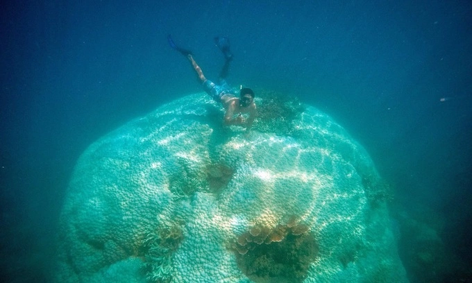 A colossal coral column in the waters off Con Dao Island. Photo by VnExpress/Ngo Tran Hai An