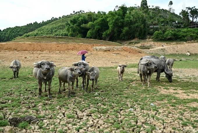 Buffaloes stand on an island formed inside Thac Ba hydropower lake in Yen Bai Province, which has dried up amid record heat waves, June 13, 2023. Photo by AFP/Nhac Nguyen