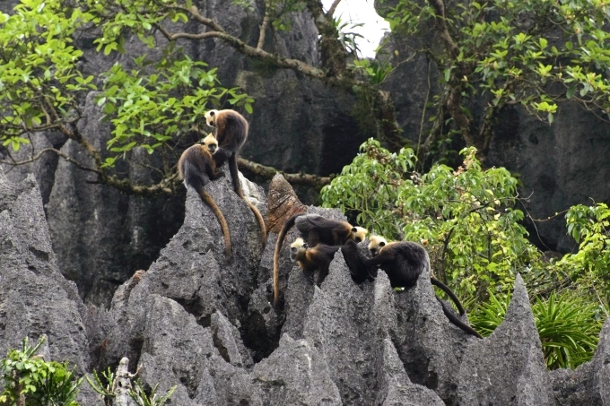 Golden-headed langurs play on limestone mountains on Cat Ba Island off Hai Phong City. Photo by Neahga Leonard