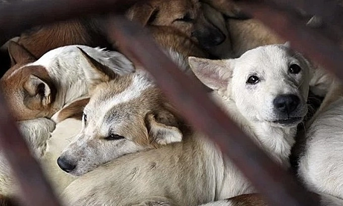 Dogs wait to be slaughtered in a cage for sale as food in a village outside Hanoi. Photo by Reuters