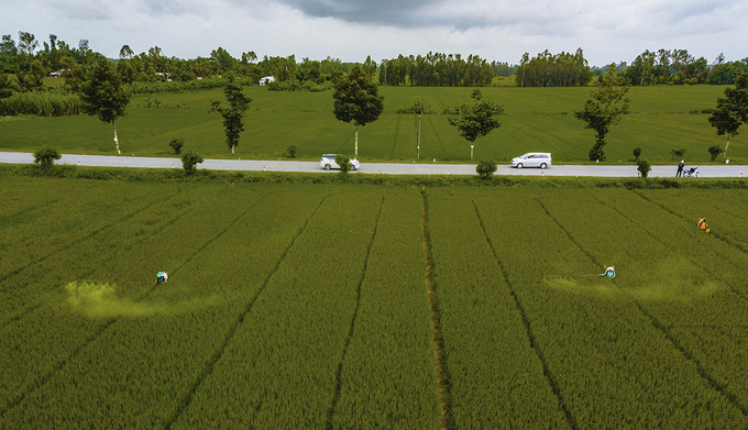 E Rice Traders Rice traders desperate, make advance payment two months before harvest ...