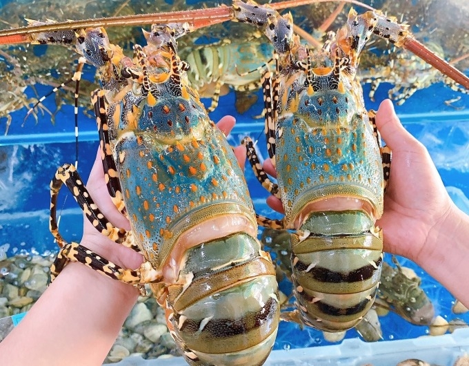 Ornate rock lobsters at a seafood store in HCMC. Photo by Ganhhaisan