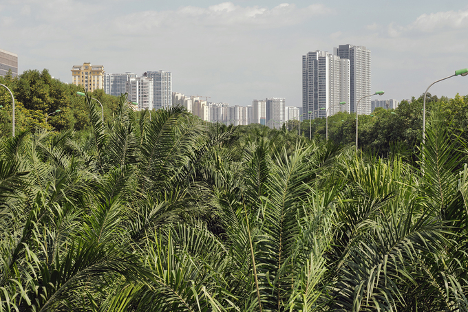 Trees along Thang Long Avenue. Photo by VnExpress/Ngoc Thanh
