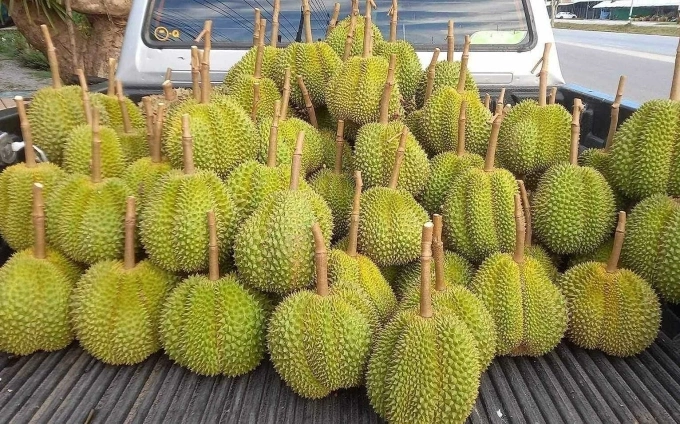 Kadum durians stacked on a truck in Vietnam. Photo by VnExpress/Kieu Trung
