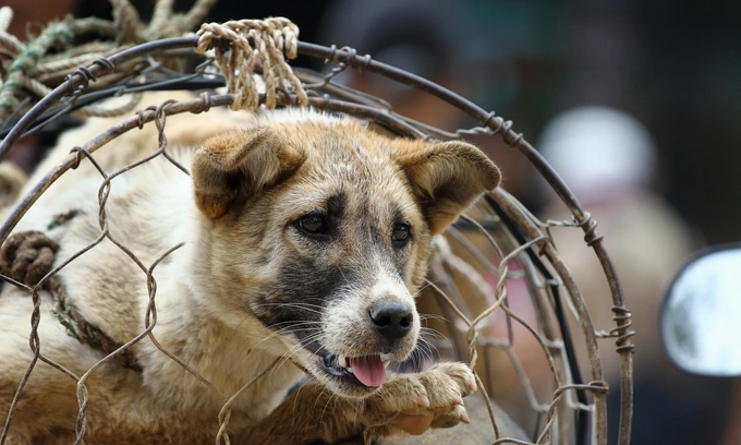 A dog transported in a cage in Vietnam. Photo by Shuttlestock/Kanjanee Chaisin