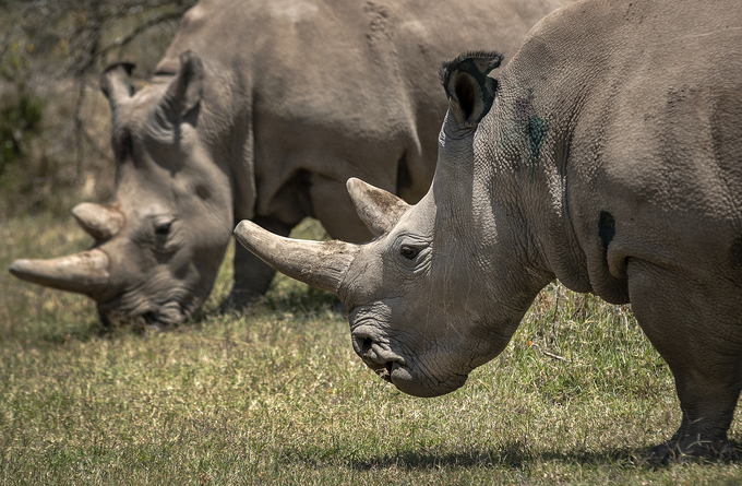 Female northern white rhinos Fatu, 19, right, and Najin, 30, left, the last two northern white rhinos on the planet, graze in their enclosure at Ol Pejeta Conservancy, Kenya, on Aug. 23, 2019. Photo by AP